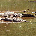 Windjana Crocodiles